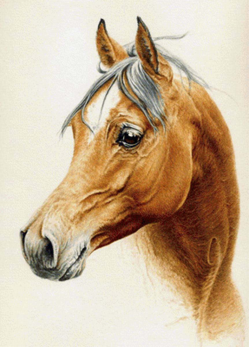 Лошадь - животные, лошадь, рисунок - предпросмотр