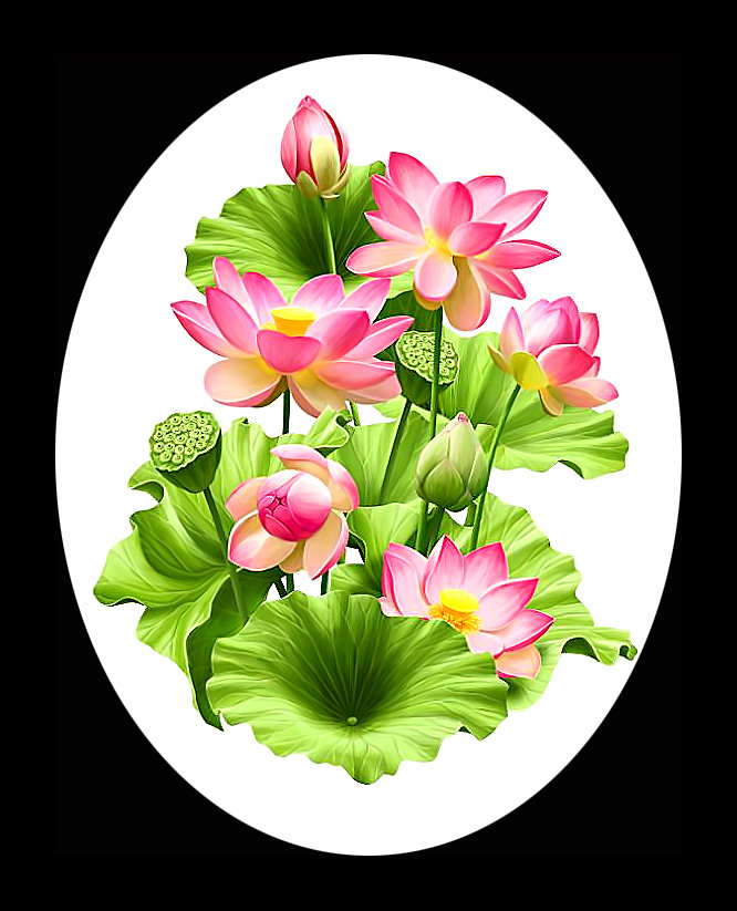 Серия "Лотосы" - флора, цветы, лотосы - оригинал