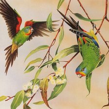 Оригинал схемы вышивки «Два попугая» (№1894394)