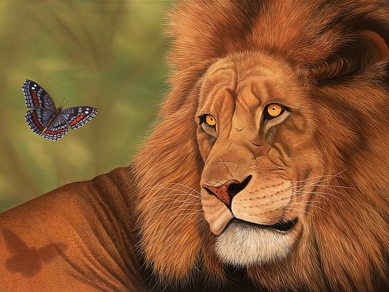 Лев и мотылёк - рисунок, мотылек, лев, животные - оригинал