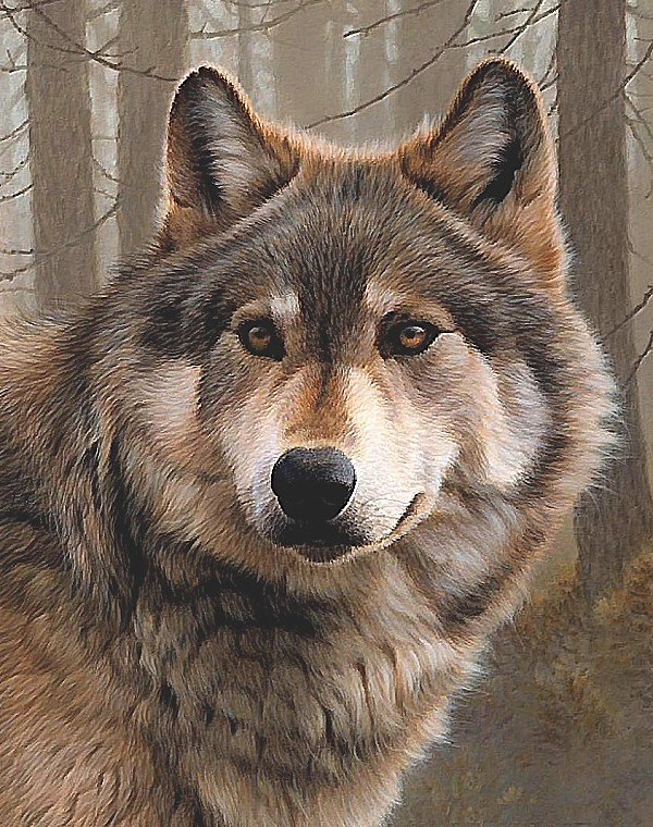 волк - мир животных - оригинал