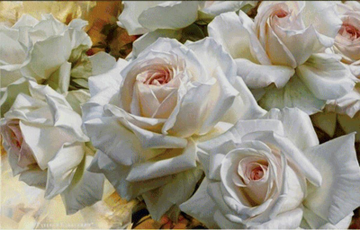 Белые розы - белые розы - предпросмотр