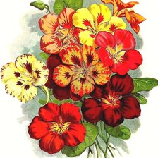 Оригинал схемы вышивки «цветы» (№1898451)