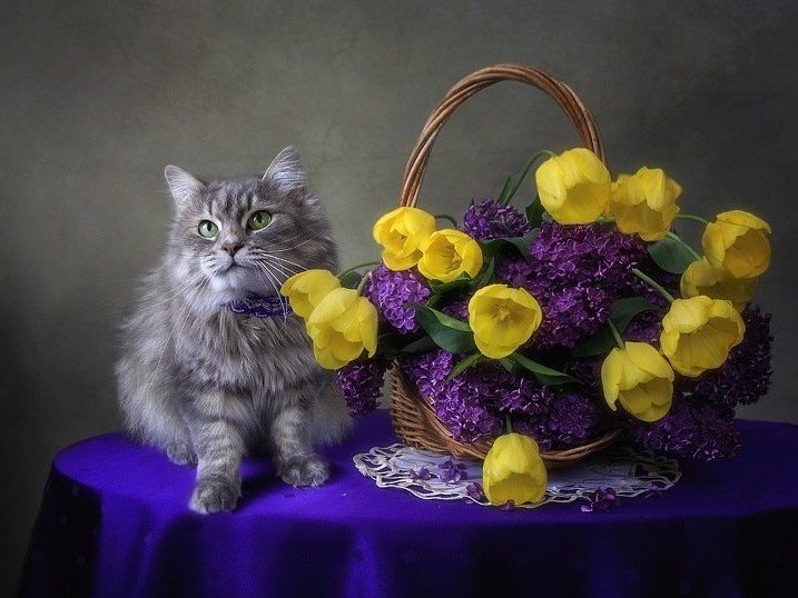 Котик и цветы - сирень, тюльпаны, цветы, натюрморт, животные, котик, кот, букет - оригинал