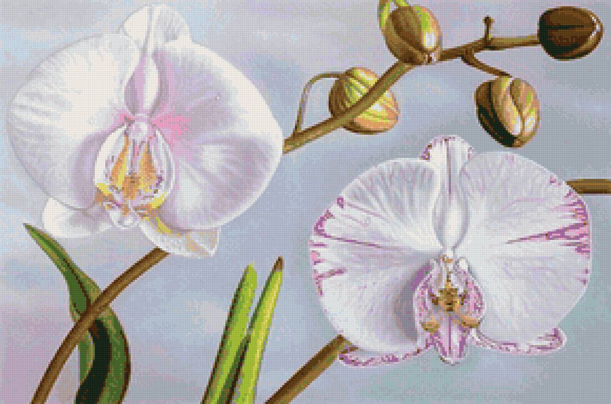 Орхидея - орхидея, цветок, цветы - предпросмотр