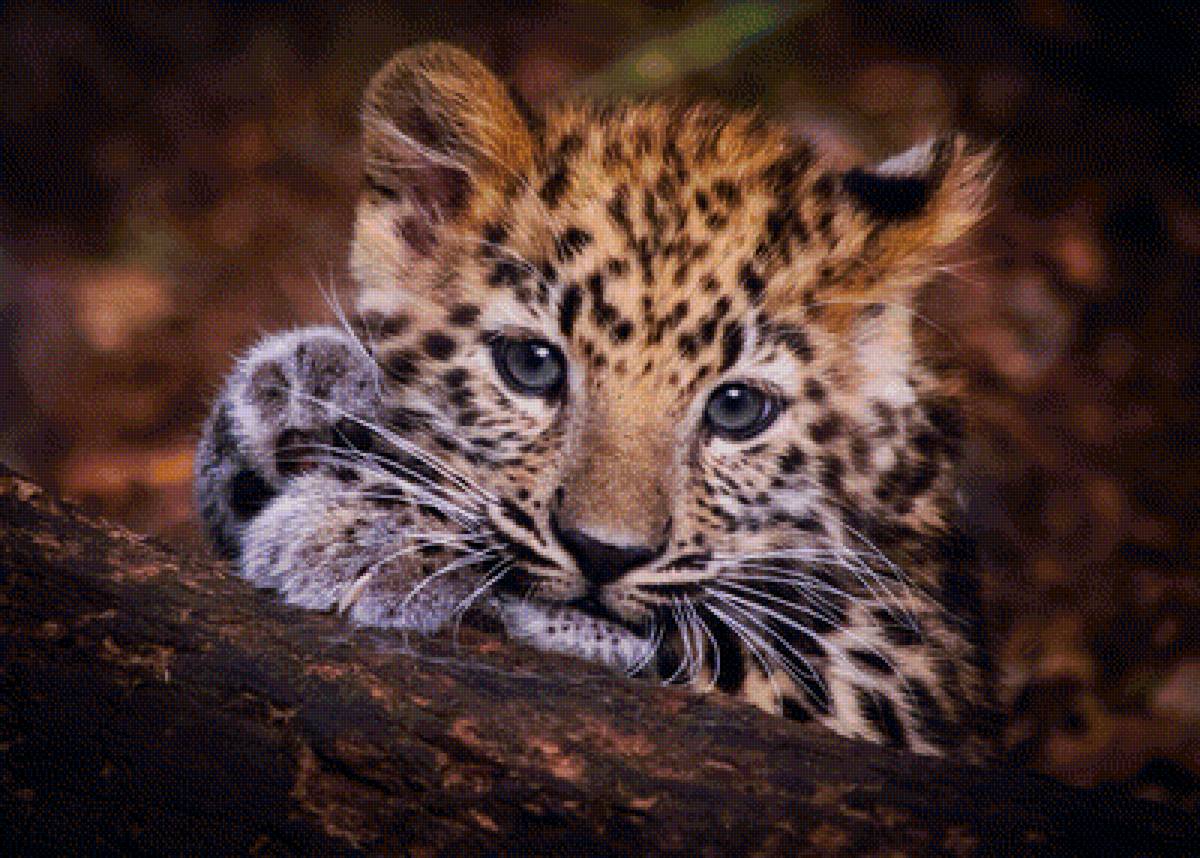 Малыш леопард - леопард, животные - предпросмотр