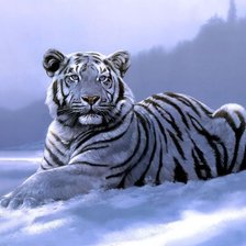 Оригинал схемы вышивки «Белый тигр» (№1907114)