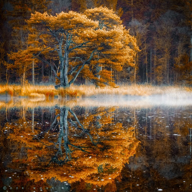 очарование осени - вода, осень, дерево - оригинал