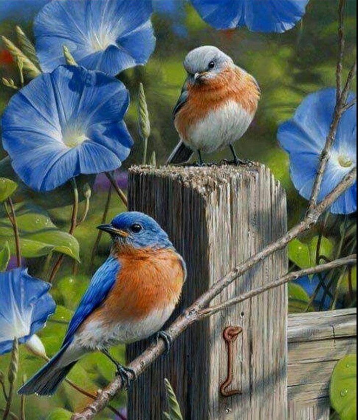 Птицы - птицы синие цветы - оригинал