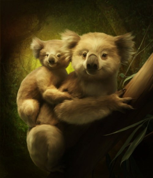 Коалы - рисунок, коала, животные, коалы - оригинал
