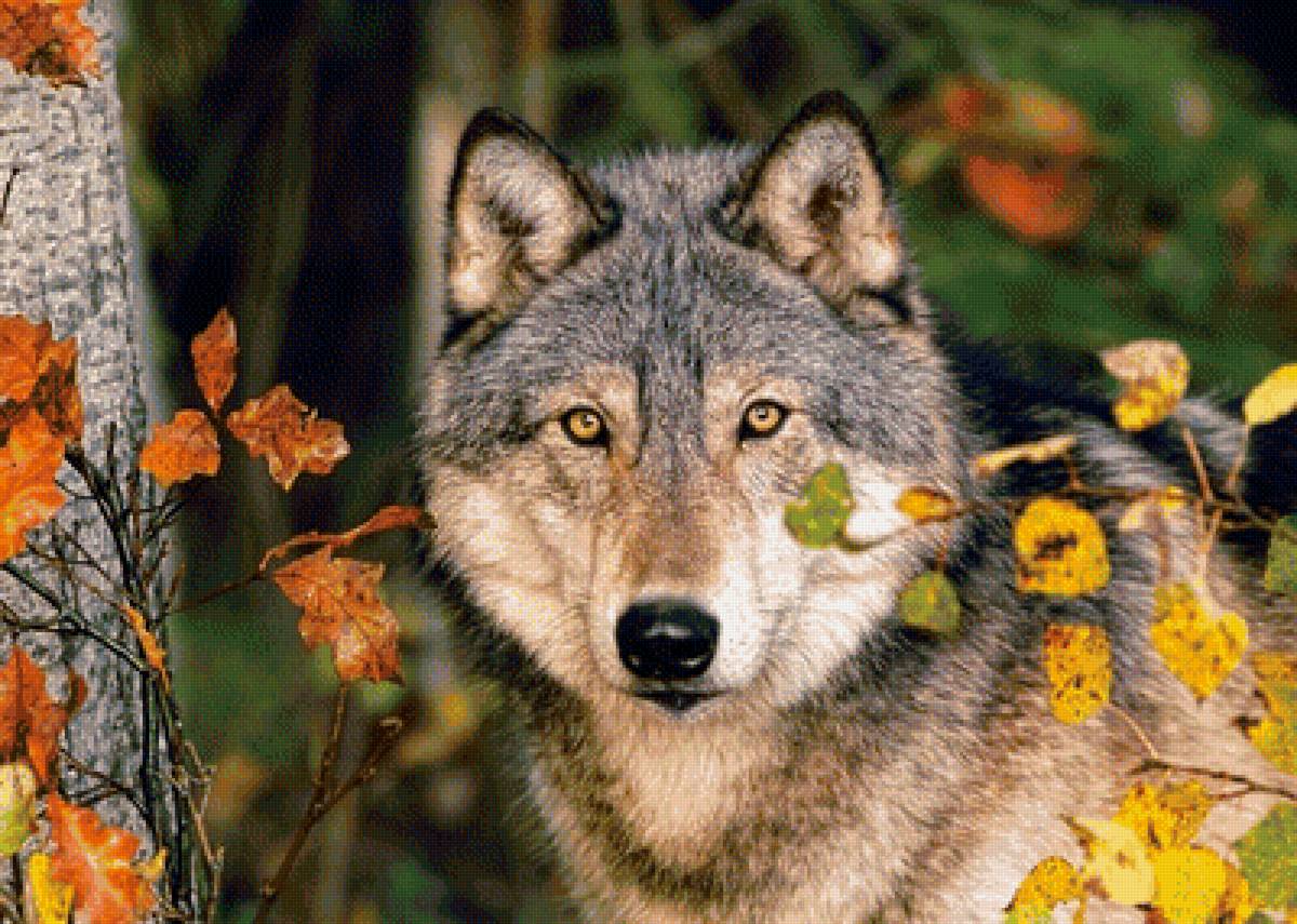 Волк - животные, природа, волк, лес - предпросмотр