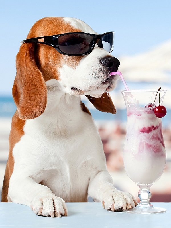 Пёс и коктейль - пляж, лето, животные, коктейль, собака, пес - оригинал