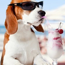 Пёс и коктейль