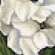 Предпросмотр схемы вышивки «цветы» (№1911951)