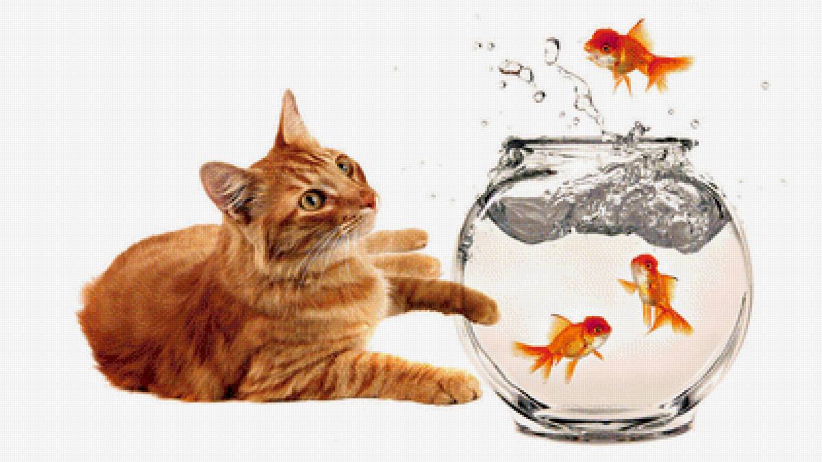 Мир животных - аквариум, кот, рыжик, рыбки - предпросмотр