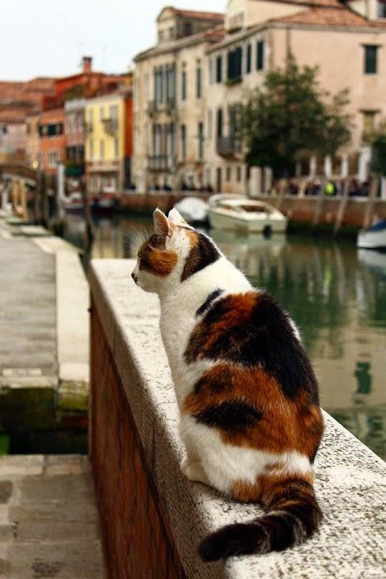 Котик - венеция, кот, город - оригинал