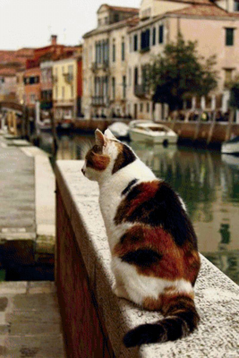 Котик - город, венеция, кот - предпросмотр