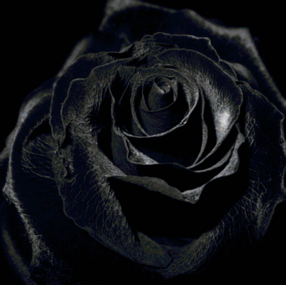 Роза - черная роза, цветы, роза, флора - предпросмотр