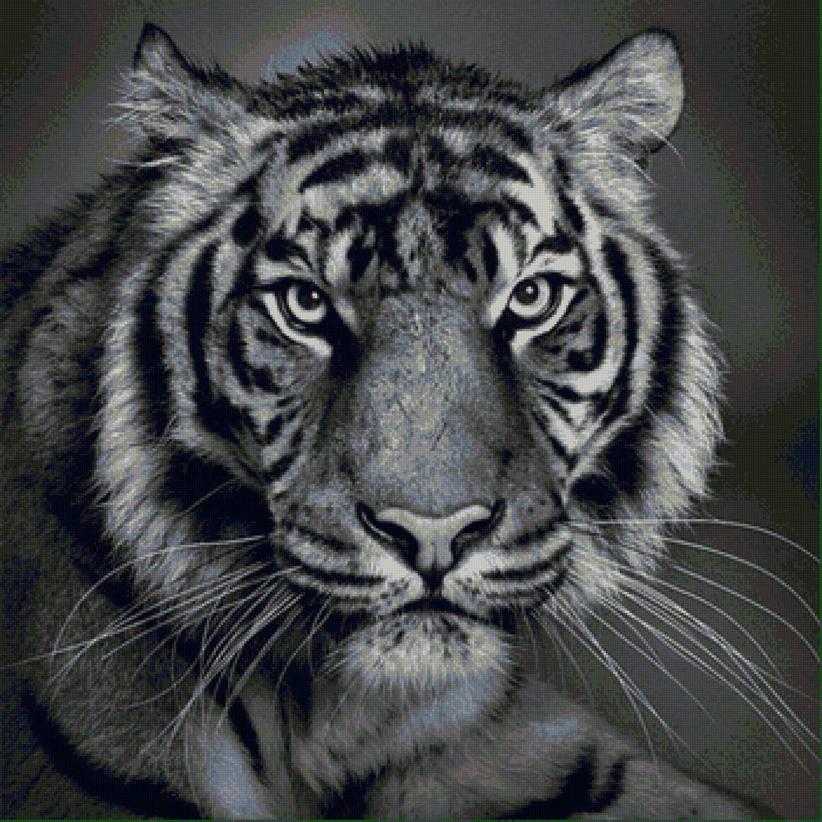 тигр - хищник, большая кошка, чб, природа, тигр, кошка - предпросмотр