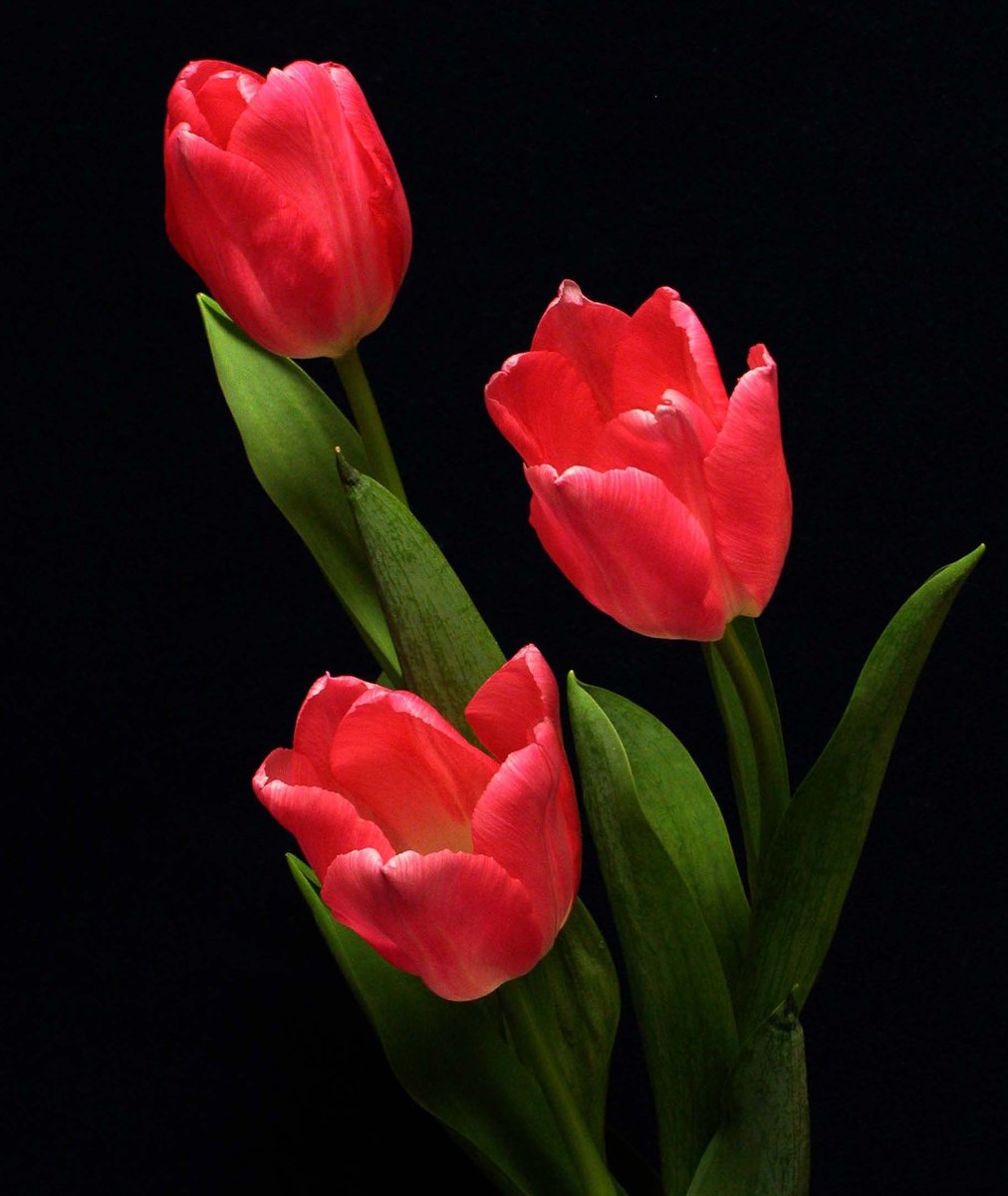 тюльпаны - #тюльпаны на черном#цветы#черный фон - оригинал