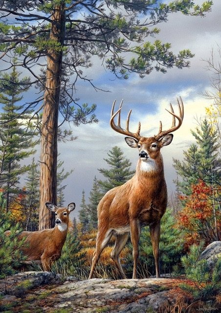 Forest Deer. - animals. - оригинал