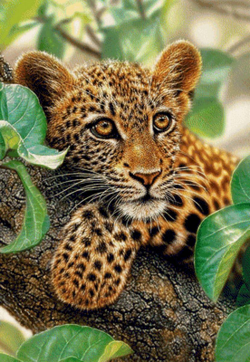 Леопард - природа, животные, леопард - предпросмотр