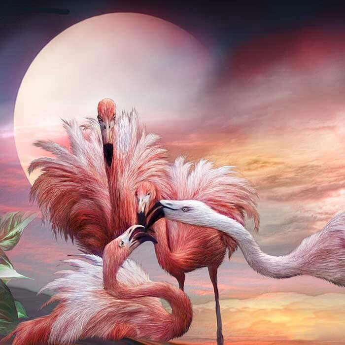 Розовые фламинго - птицы фламинго розовый - оригинал