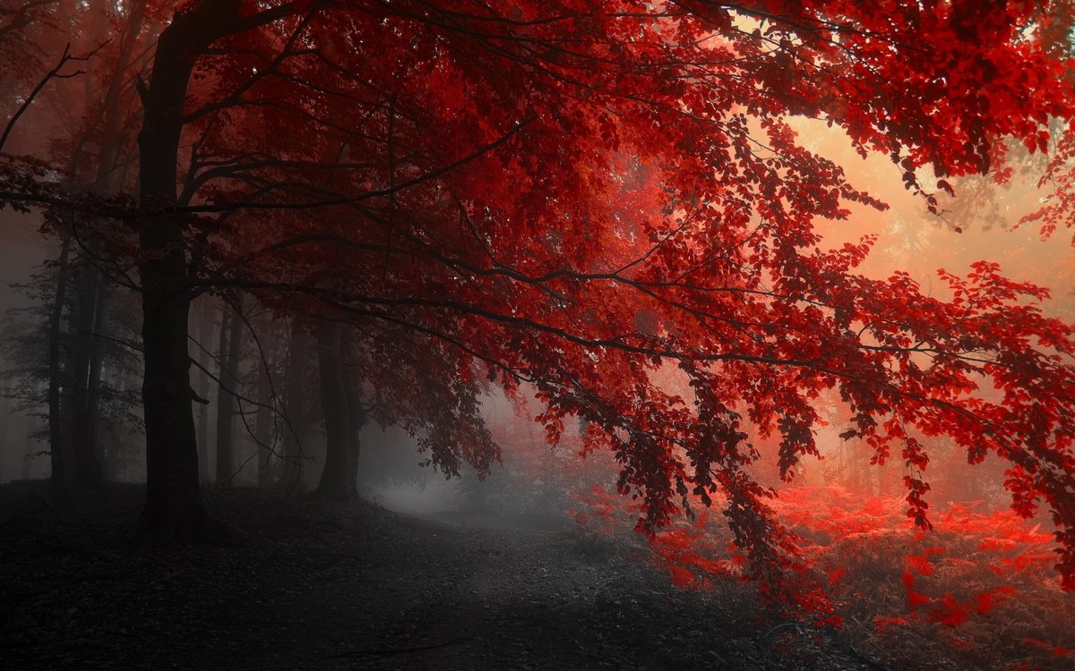 осенний лес - дерево, лес, красный, осень - оригинал