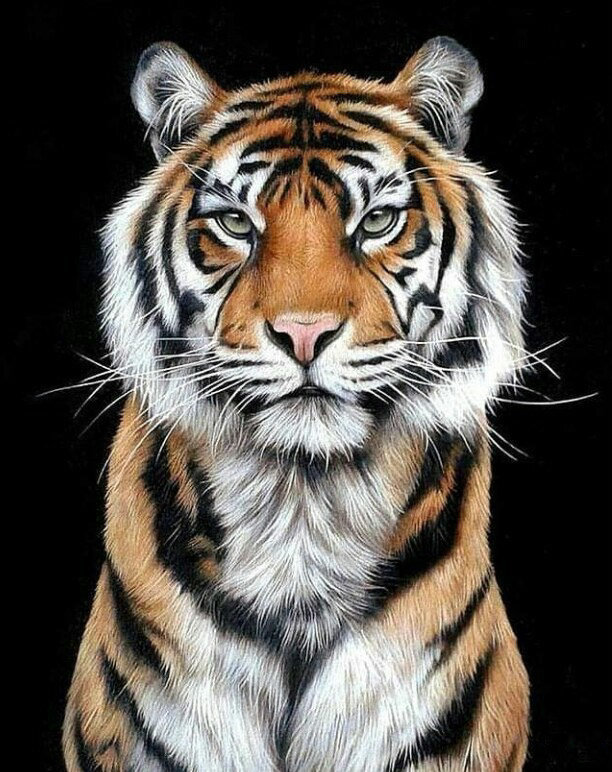 Величавый тигр2 - тигр хищник - оригинал