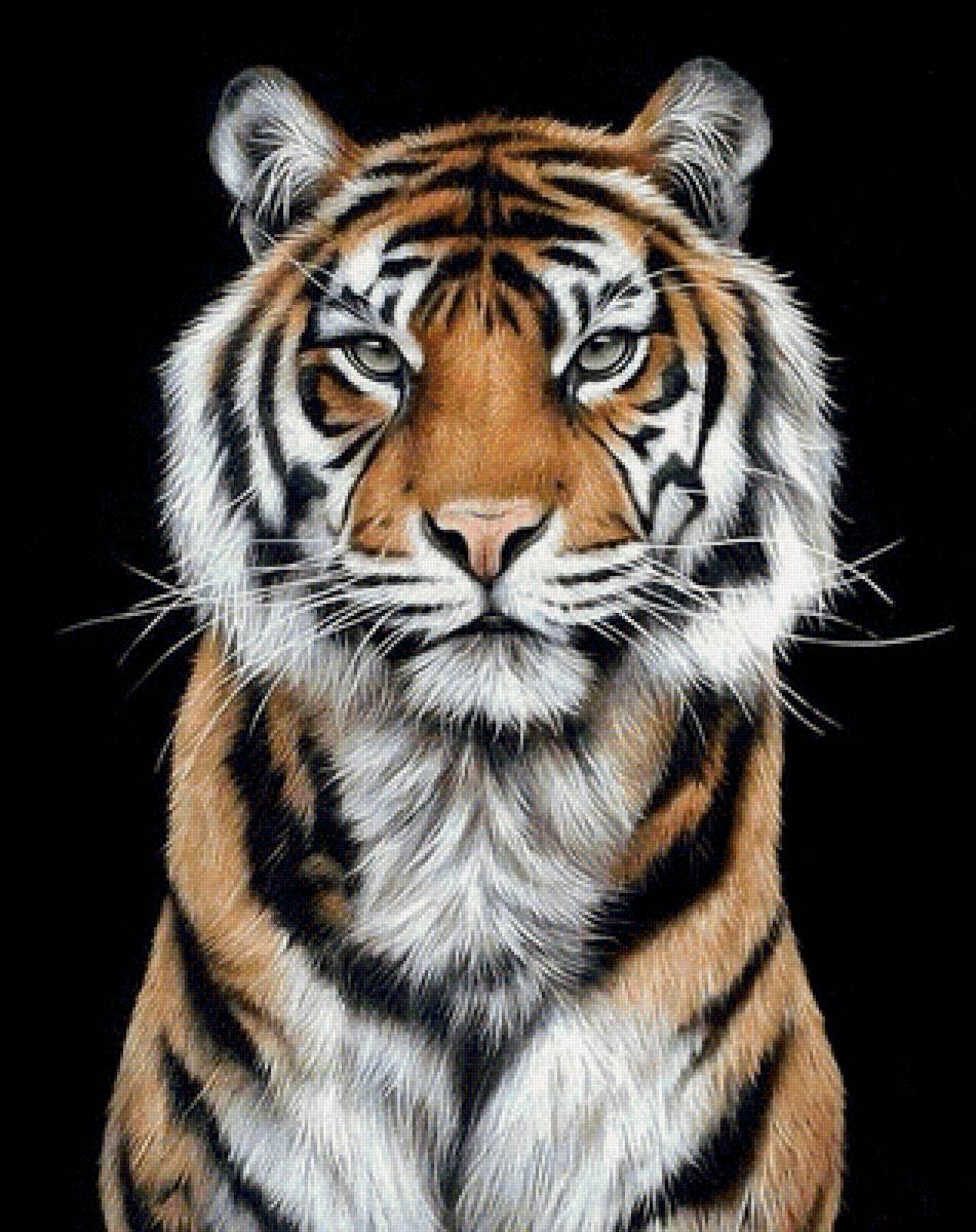 Величавый тигр2 - тигр хищник - предпросмотр