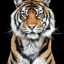 Оригинал схемы вышивки «Величавый тигр2» (№1924480)