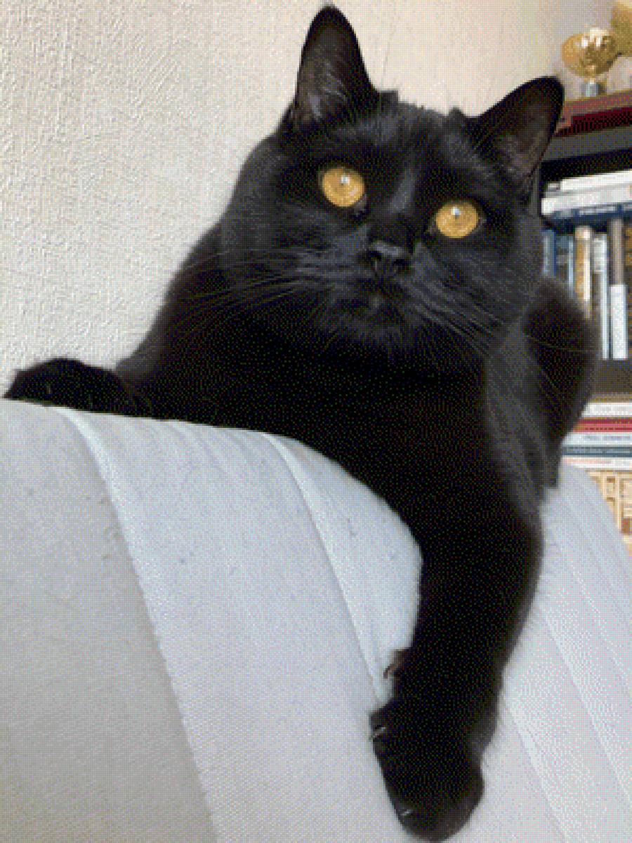 Кот - черный кот, британец, кот - предпросмотр