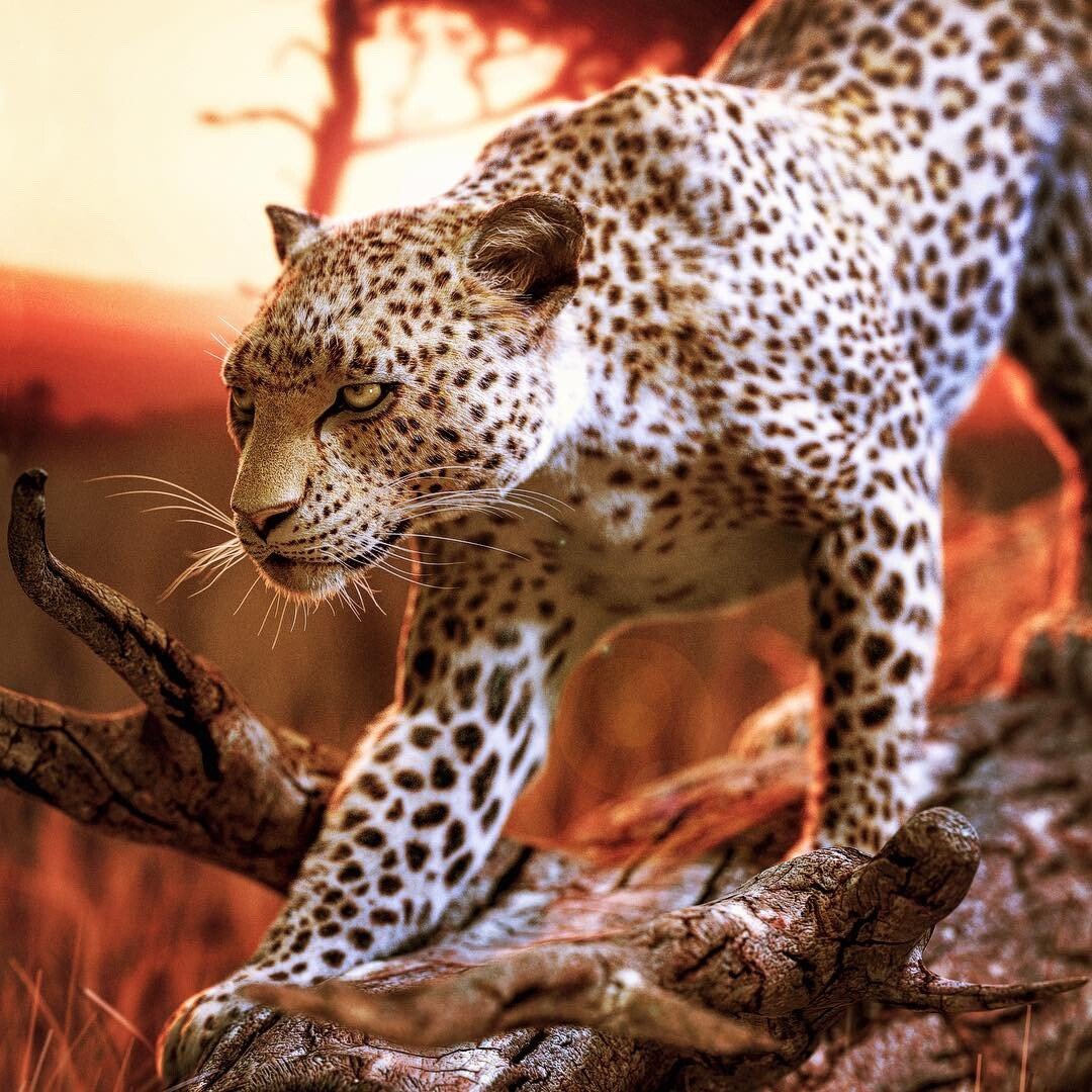 Леопард - леопард, животные, рисунок - оригинал