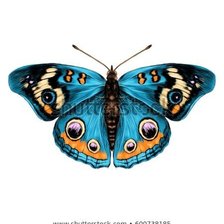 Оригинал схемы вышивки «бабочка» (№1927665)
