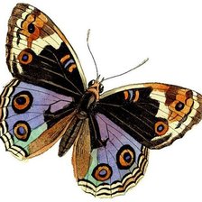 Оригинал схемы вышивки «бабочка» (№1927667)