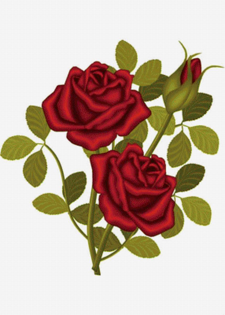 Розы - красные розы, цветы - предпросмотр