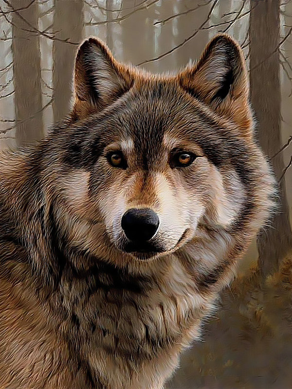 Волк - волк хищник взгляд - оригинал