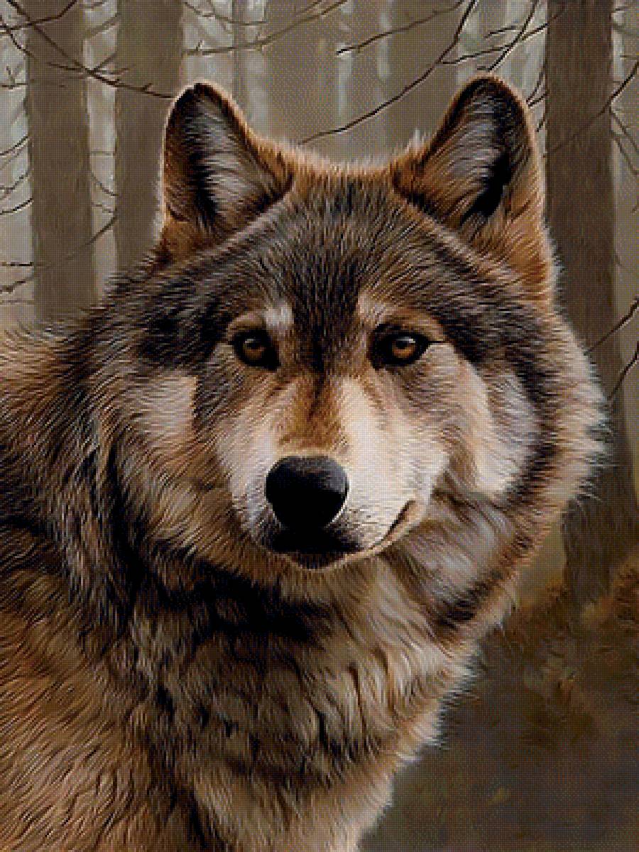 Волк - волк хищник взгляд - предпросмотр