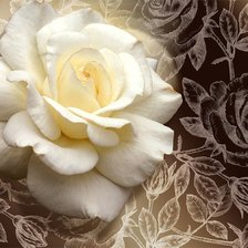 Схема вышивки «Белая Роза.»