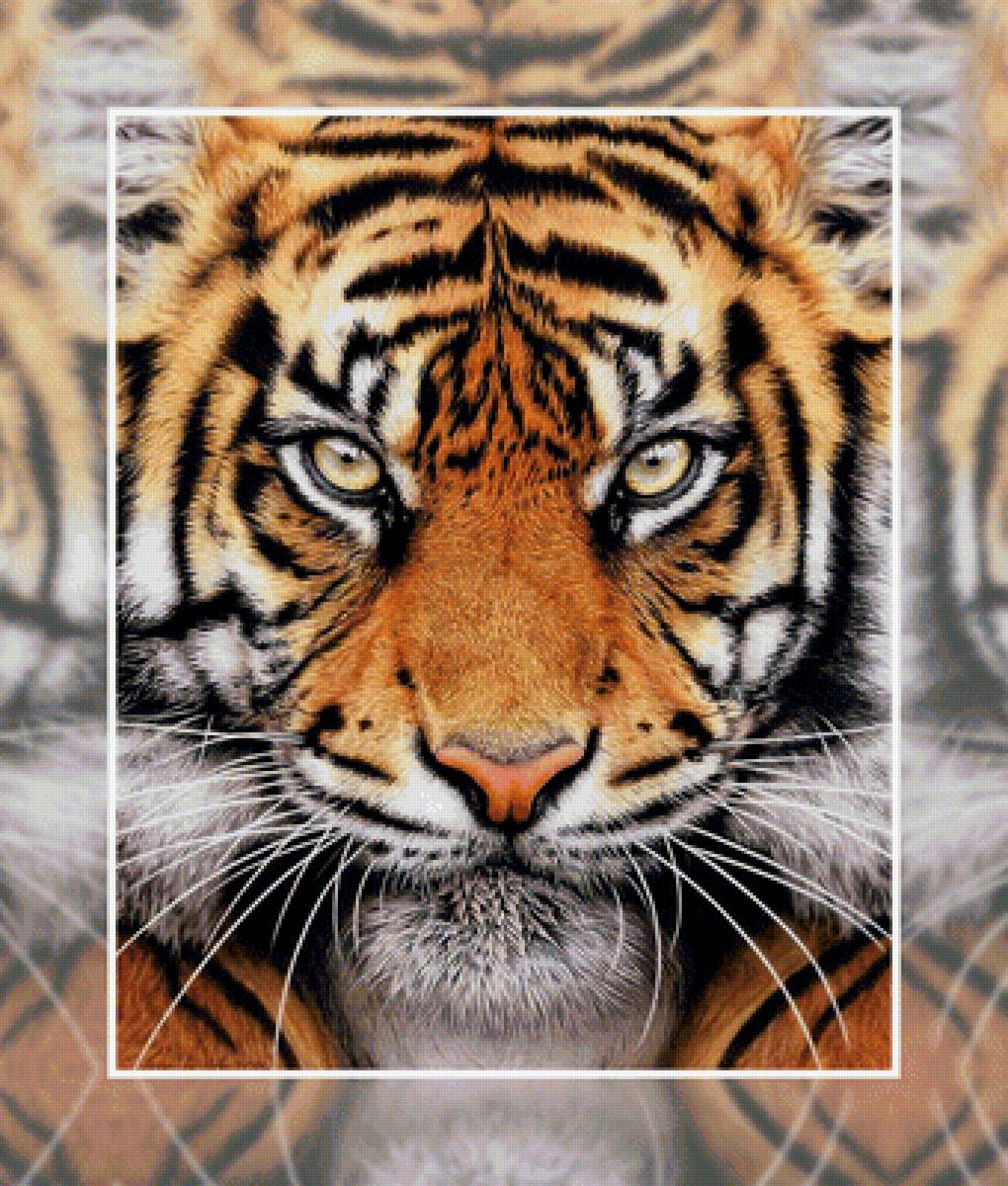Тигр2 - тигр хищник взгляд - предпросмотр
