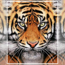 Схема вышивки «Тигр2»