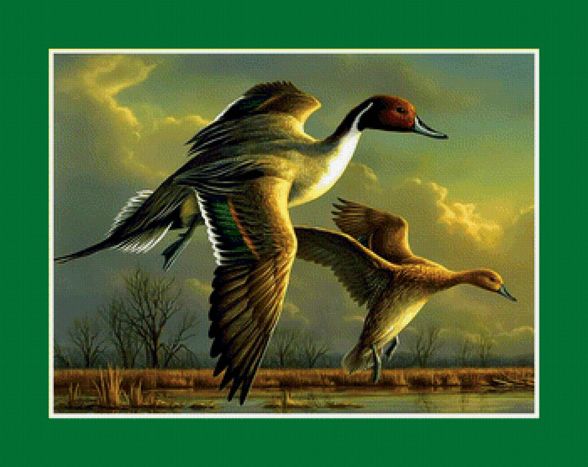 Утки в полёте - утки птицы озеро полет закат - предпросмотр