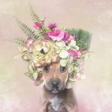 щенок питбуля в цветочном венке