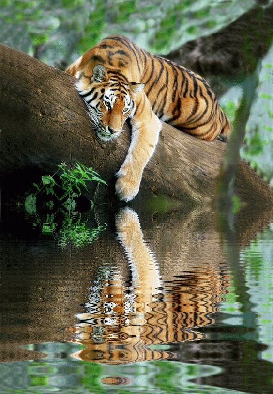ТИГР - природа, дикие животные, тигр, вода - оригинал