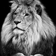 Схема вышивки «lõvi»