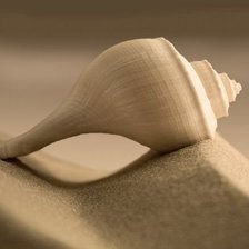 Схема вышивки «SEASHELL»