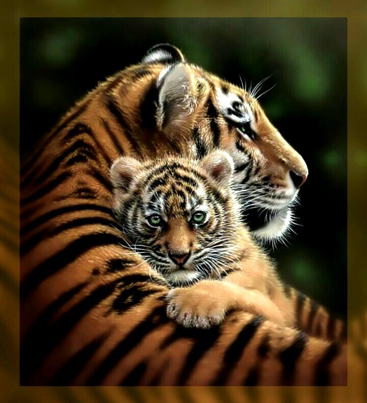 Тигрица и тигрёнок. - хищники тигры - оригинал