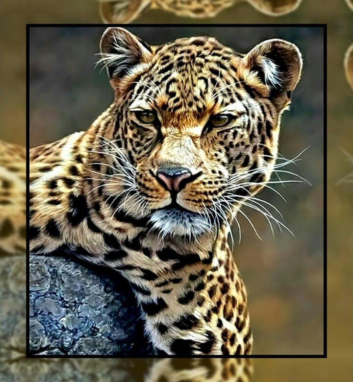 Леопард. - хищник., леопард, животные, дикие - оригинал