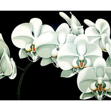 Оригинал схемы вышивки «Серия "Орхидеи"» (№1939070)