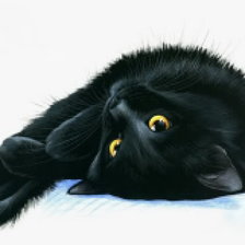 Черный кот1